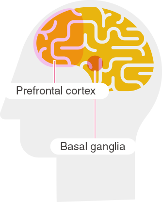 graphic of a head in profile with a diagram of a brain with two labels prefontal cortex and basal ganglia